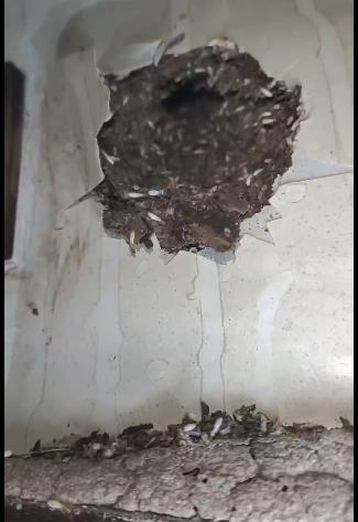 石狮市-宝源花园墙壁发现大白蚁巢，师傅灭除白蚁方案